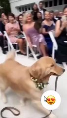 Funny & Cute Animals Videos l Cute Funny Cats and Dogs Videos #2