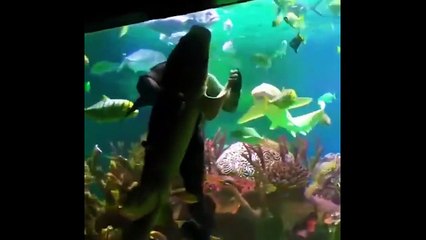 1 in 1,000,000 Animal Moments Caught On Camera