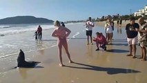 Lobo-marinho é resgatado em praia de Florianópolis