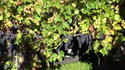 Farm Factory Machines Operating at an Insane Level