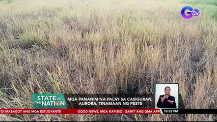 Mga pananim na palay sa Casiguran, Aurora, tinamaan ng peste | SONA