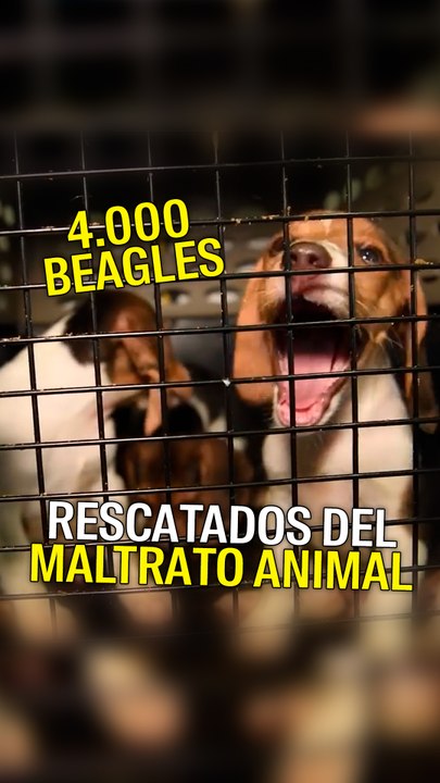 Rescate de 4.000 beagles