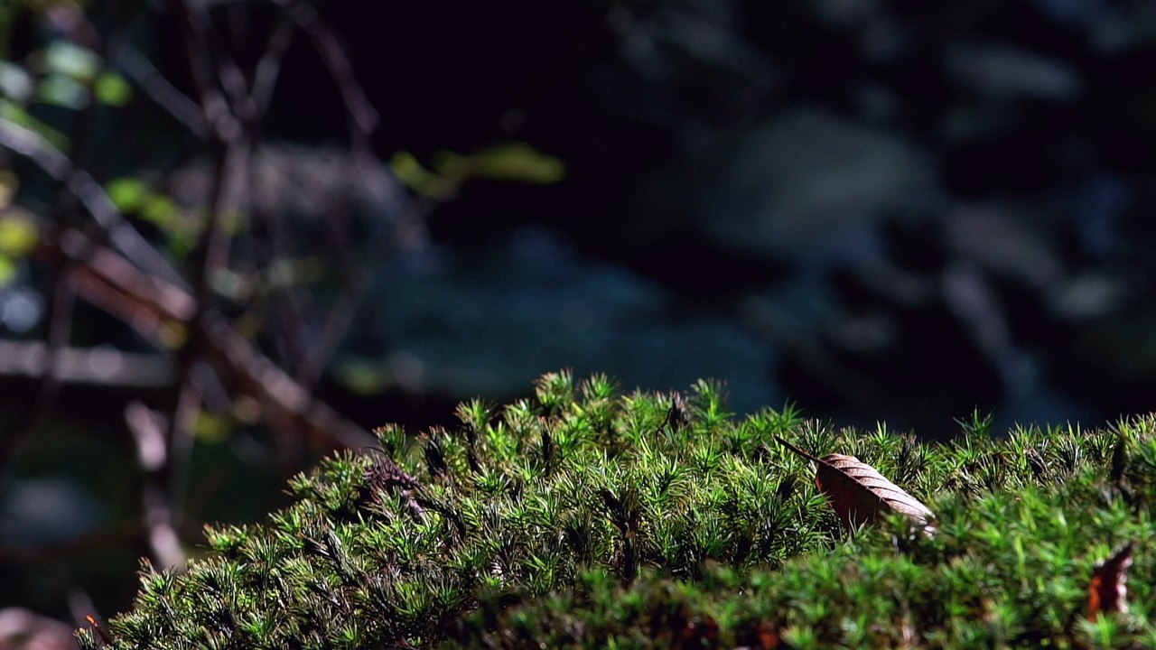 Mediative natural sounds (water) with beautiful peaceful pictures