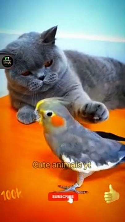 Cute Pie Cat And Cocktail Birda New Videos _ Amazing Bird And Cat Videos _ Cute Animals Yt #shorts