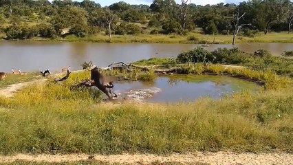 CROCODILE VS LION ►Amazed Crocodile Kills Jaguar; Defeat Two Lions While Crossing The River