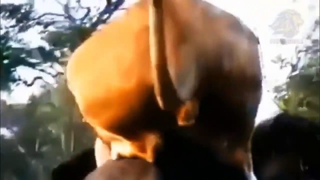 Lion Hunting Buffalo Failed ►Leopards Hunt Eagles ►Great war of animals Hippo, Rhinoceros, Giraffe