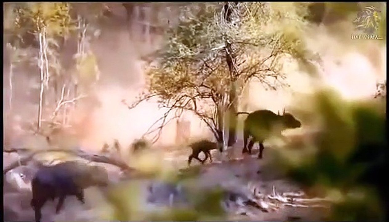 King Cobra Vs Mongoose►Wild Dog, Crocodile Attacking Wild Boar; Antelope Vs Leopard, Lion Vs Giraffe