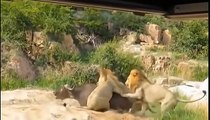 Lions Stalking Zebras By The stream; Monkey King Captures Baby Antelope; Wild Hunt Lion Vs Buffalo..