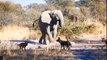 Big Mistake When Python Swallows Baby  Leopard,Attack Python ►RhinoVs Lion,Hyena,  Buffalo