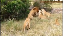 Lions In Dramatic Pursuit Of Antelope ►Giraffe, Jaguar, Wild dog, Crocodile ►Buffalo Vs Lion