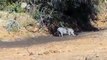 Pig Vs Lion ►Wild Boar Attacks Lions And Leopards ►Antelope, Crocodile, Rhinoceros, Wild dog war