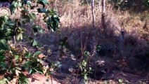 Python Swallowing Leopard Cubs While Mother Leopard Hunting Baby Gorilla, Power of Mother Animals