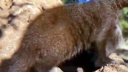 Top 10 Animals that Can KILL LIONS   Lion vs Zebra, Hippo, Human, Rhinoceros, Giraffe, Python 1