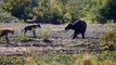 Strongest Animals In Africa ► Buffalo Vs Lion; Leopard Receives Fierce Attacks From The Buffalo Herd