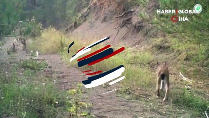 Yaban hayatı fotokapanlara yansıdı