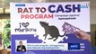 Rat-to-cash program, ipinagpatuloy para labanan ang leptospirosis | Saksi