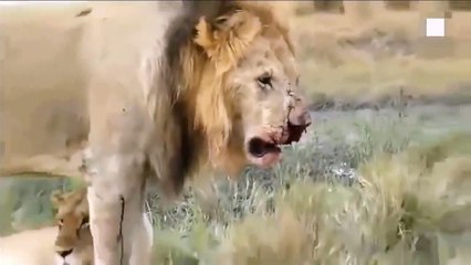 Rock Zebra Broke The Lion's Mouth ►  Lion Vs Buffalo, Zebra, Wild Dog, Giraffe
