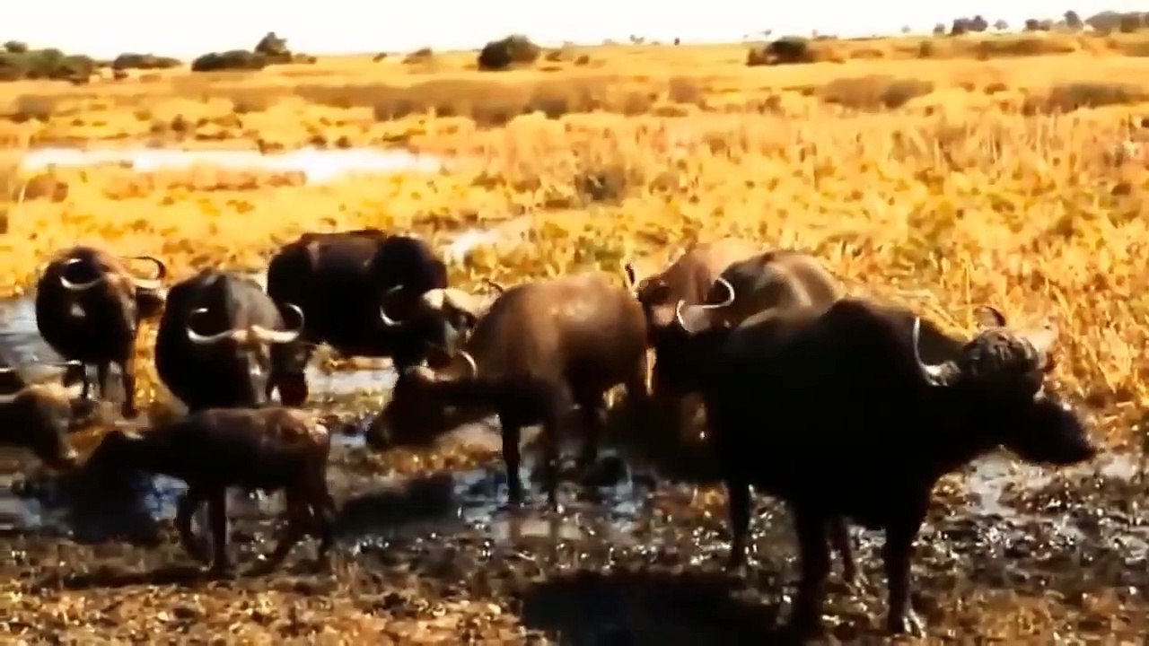 500 ANGRY BUFFALO KILLS LION ► Leopard, Lion Hunt Buffalo, Wildebeest All Failed !