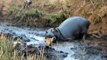 Hippo Counterattack Lion Death! ► Wide Mouth Hippopotamus ► Hippo Vs Lion, Elephant, Rhinoceros ...