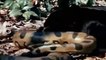 Big Cat Powerful Become Prey Of The Giant Anaconda ►Tiger, Leopard, Buffalo ... ►Wild Animal Attacks
