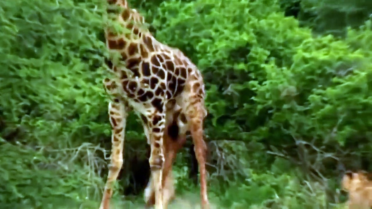 Wildlife Brave Giraffe Kick Five Lion To Save Baby ►Lion Vs Zebra, Wild Dog ►Wild Animal Attack