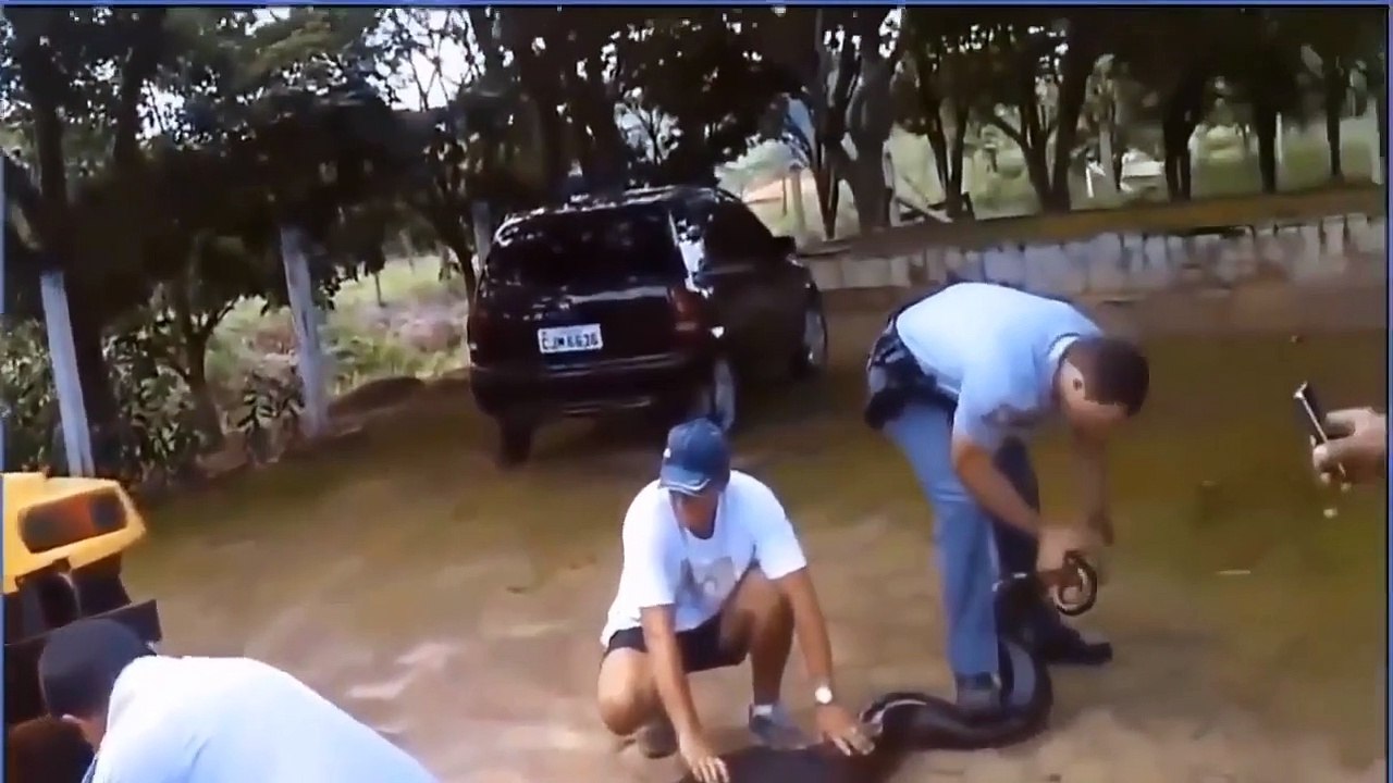 Aghast ! Giant Python Attacks Cows! Cows Are Rescued By Humans