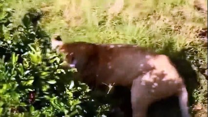 Carnivores Become Prey Lions Vs Pigs, Buffaloes ► Elephants Take Down Lions, Elephants Vs Rhinos