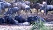 OMG! Ferocious Mother Wildebeest Fights Madly And Kills Leopard, Jackals To Save Her Calf