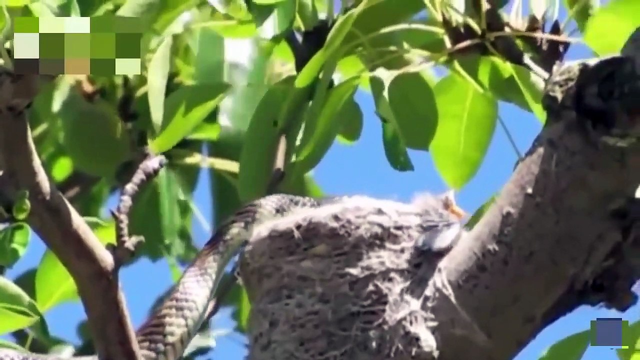 OMG ! Snake Climb Tree To Eat Baby Bird ►Mother Bird Attacks Leopard To Protect Chicks
