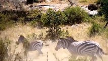 Top 5 Wilderness Battles Antelope vs Jaguar, Lion vs Zebra, Buffalo, Wildebeest, Elephant Vs Hyenas