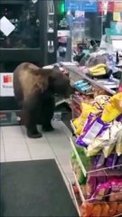 Un ours vient faire ses courses au supermarché