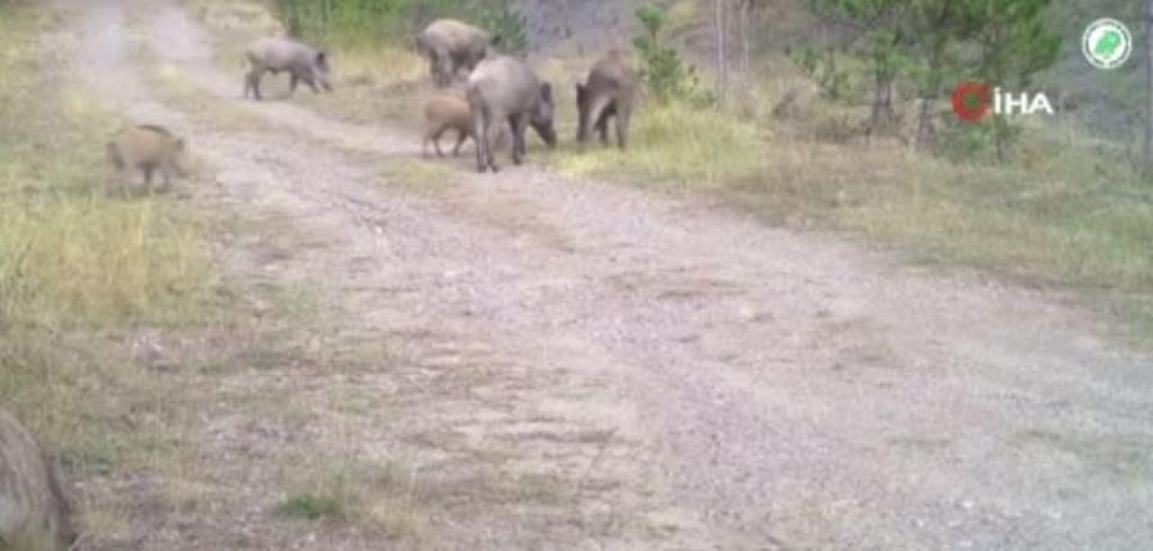 Yaban hayatı fotokapanlara yansıdı