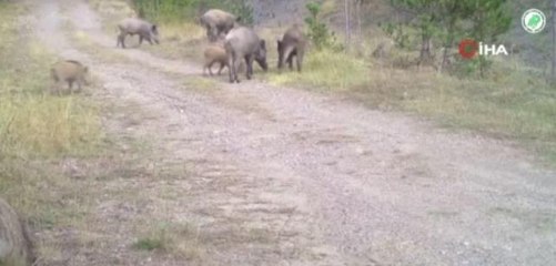 Yaban hayatı fotokapanlara yansıdı