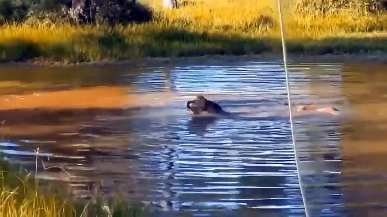 Lion Is Spectacularly Defeated By Other Wild Animals - Lion Vs Zebra, Buffalo, Wildebeest, Wild Dog
