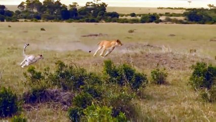 Mother Impala Fought So Many Enemies To Save Her Baby's Life ►War Of Wild Animals