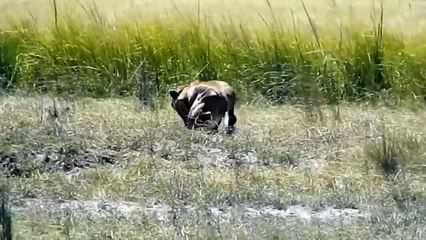 The Buffalo Teamed Up To Trample The Crocodile In The River To Save The Calf ► Animal World Attacks