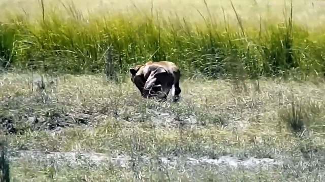 The Buffalo Teamed Up To Trample The Crocodile In The River To Save The Calf ► Animal World Attacks