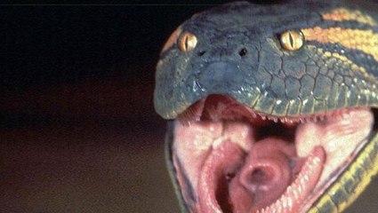 Yılan uzmanları her yerde bu yılanı arıyordu! İlk kez görüldüğü yerdeki manzara korkunç oldu