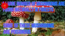 How to Grow Mashroom | Identification of Mushrooms | Granny Crafts