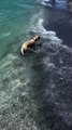 Lucy the Yellow Lab Puppy's First Trip to the Beach