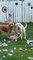Three Dogs Destroy a Pillow and Spread the Fillings Everywhere in Backyard