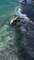 Lucy the Yellow Lab Puppy's First Trip to the Beach