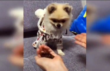 kinds masti- funny videos#7||cats and dogs masti karte hua funny videos