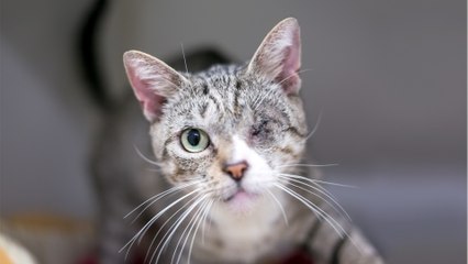 This neglected cat with a ‘one-eye loving stare’ found an amazing new home despite its special needs