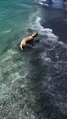 Lucy the Yellow Lab Puppy's First Trip to the Beach