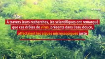 Arctique : des virus géants retrouvés dans un lac