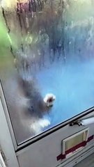 Clancy demande à être laissé entrer - Buzz Buddy