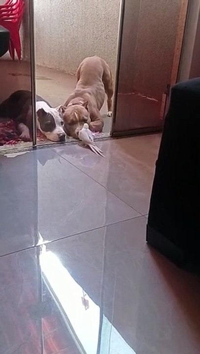 Les chiens écoutent attentivement le concert Cockatiel - Buzz Buddy