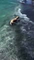 Lucy the Yellow Lab Puppy's First Trip to the Beach