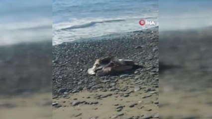 Deniz kenarında bulunan yaralı pelikan kurtarıldı